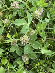 Trifolium glomeratum