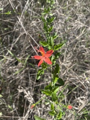 Hibiscus praeteritus