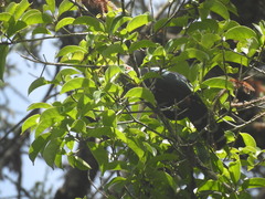 Phaenicophaeus diardi