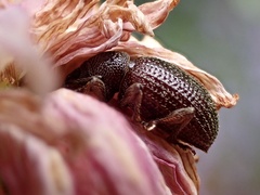 Otiorhynchus cribricollis
