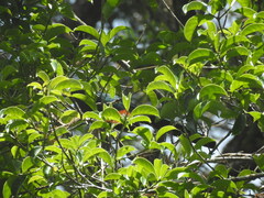 Phaenicophaeus diardi