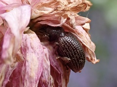 Otiorhynchus cribricollis
