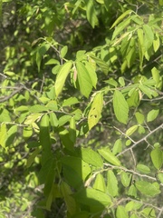Grewia flavescens