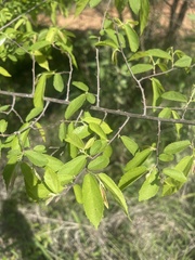 Grewia flavescens