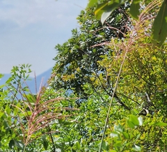 Miscanthus floridulus