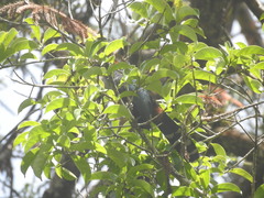 Phaenicophaeus diardi