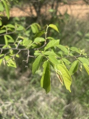 Grewia flavescens