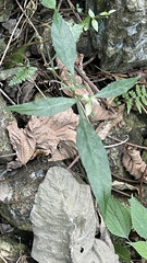 Lepidagathis formosensis