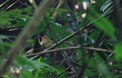 Urosphena squameiceps