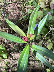 Asclepias curassavica