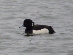 Aythya fuligula