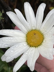 Leucanthemum × superbum