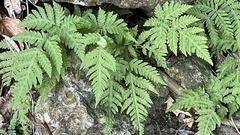 Tectaria devexa
