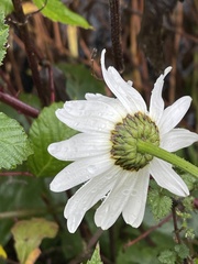 Leucanthemum × superbum