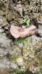 Bolbitius aleuriatus