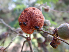 Phalacridae