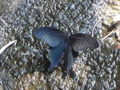 Papilio demetrius demetrius