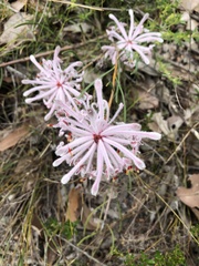 Petrophile linearis