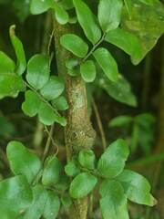 Arthropteris tenella