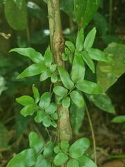 Arthropteris tenella