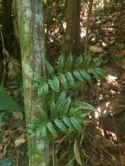 Arthropteris tenella