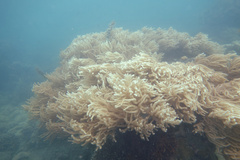 Sclerophytum flexibilis