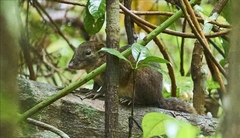 Rhinosciurus laticaudatus