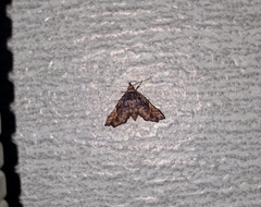 Hypertrocta posticalis