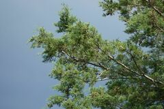 Cupressus lusitanica