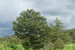 Cupressus lusitanica