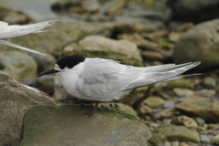 Sterna striata striata
