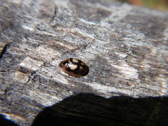 Peltoschema hamadryas