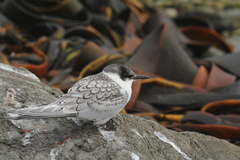 Sterna striata striata