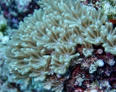 Clavularia