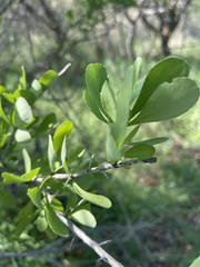 Gymnosporia glaucophylla
