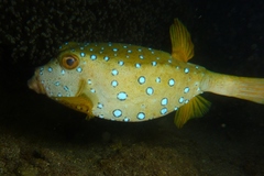 Ostracion cubicum