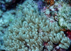 Clavularia