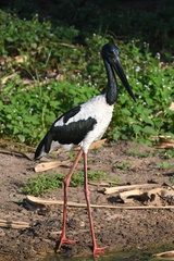 Ephippiorhynchus asiaticus