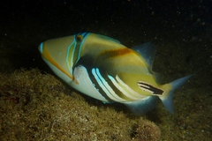 Rhinecanthus aculeatus