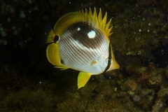 Chaetodon melannotus