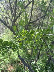 Gymnosporia glaucophylla