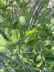 Gymnosporia glaucophylla