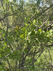 Gymnosporia glaucophylla