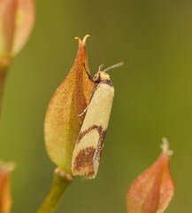 Plectobela ecliptica