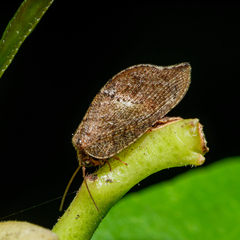 Drepanacra binocula