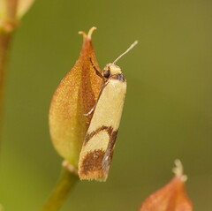 Plectobela ecliptica