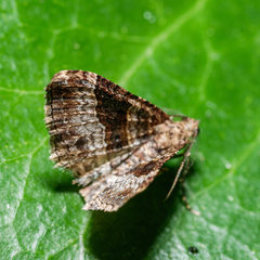 Epyaxa lucidata
