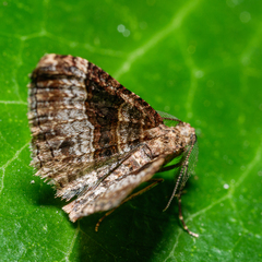 Epyaxa lucidata