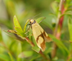 Plectobela ecliptica