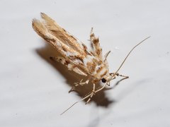 Stathmopoda